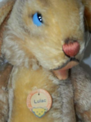 Steiff Lulac Rabbit W/ Button & Tag Blue Eyes 24 