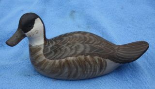 Signed Carved Painted Ruddy Hen Duck Decoy By Herb Daisey Jr,  Chincoteague Va