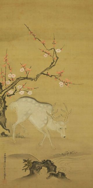 掛軸1967 Japanese Hanging Scroll : Kano Chikanobu " Deer And Ume Tree " @ske342