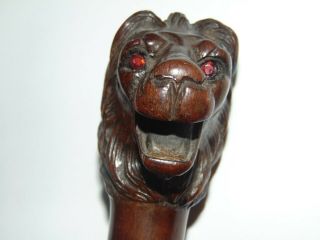 FABULOUS ANTIQUE 1900 CARVED WOODEN LION HEAD WALKING CANE STICK RUBY GLASS EYES 2