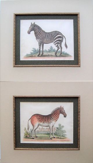 2 George Edwards Zebra Prints: Antique Hand Colored Etchings: 1751