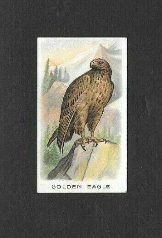 Wills 1912 Scarcer (animals) Type Card  Golden Eagle - Animals & Birds