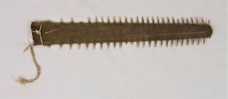 Antique Baby Saw Fish Bill Miniature 15 " Inches Sawfish Shark Taxidermy