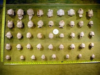 44 X Excavated Vintage Victorian Lovely Rose Bisque Doll Head German Age 1890