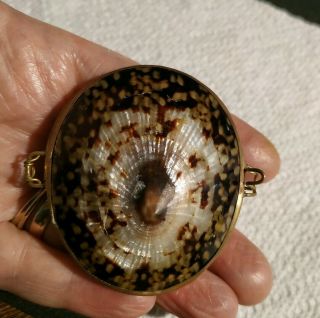 Vintage Tiger Cowrie Shell And Brass Compact Purse Or Locket