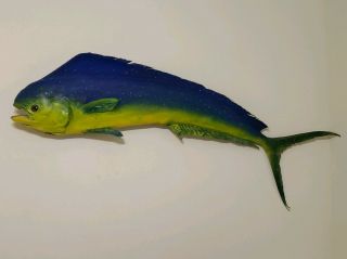 Xl Antique Real Skin 51 " Full Mahi Mahi Bull Dolphin Fish Taxidermy Wall Mount L