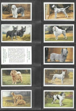 Gallaher 1936 Interesting (dogs) Full 48 Card Set  Dogs 1st Series