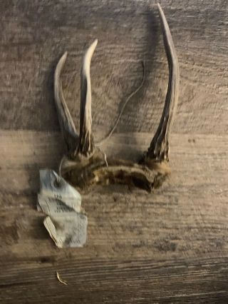 Vintage Spiked Whitetail Deer Antlers With Skull Plate Mount Ready Taxidermy 1