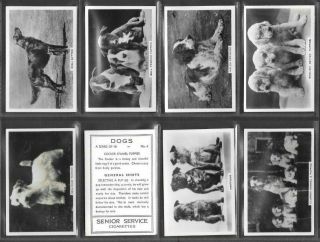 Pattreiouex 1939 Intriguing (dogs) Full 48 Card Set  Dogs