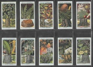 WILLS 1924 (TREES & SHRUBS) FULL 50 CARD SET  FLOWERING TREES & SHRUBS 2