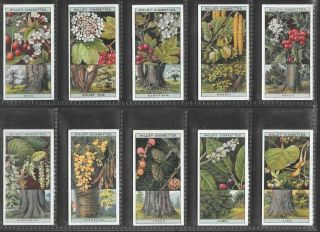 WILLS 1924 (TREES & SHRUBS) FULL 50 CARD SET  FLOWERING TREES & SHRUBS 3