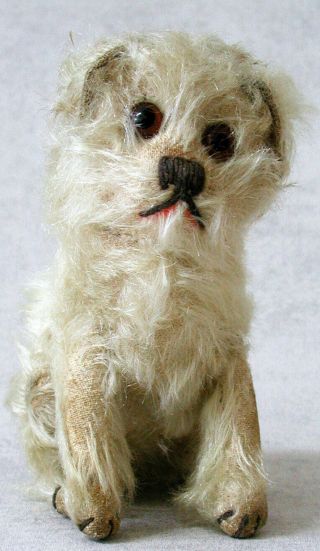 Ealry 1900 Steiff White Molly Young Dog 5 1/2 Inches Jointed Head