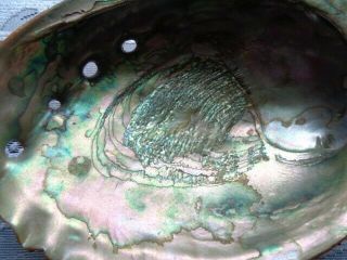 Vintage Large 8 inch PINK ABALONE SHELL Rainbow Colors Seashell Pearls 2