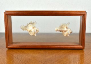 Vintage Seashell Display Wood Glass Shadow Box Hanging Decor