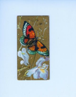 1888 N217 Kinney Bros.  Tobacco Card Butterflies Of The World (inv.  002)