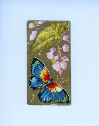 1888 N217 Kinney Bros.  Tobacco Card Butterflies Of The World (inv.  001)