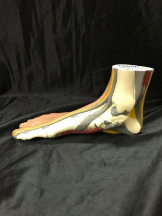 Vintage Foot Muscles Skeleton Anatomical Model Anatomy