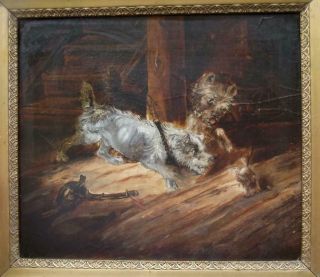 British Antique Painting Of Terrier Dogs Ratting George Armfield 1810 - 1893