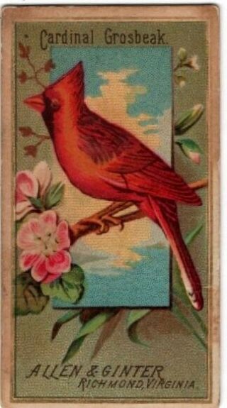 N4 Allen & Ginter,  Birds Of America,  1888,  Cardinal Grosbeak