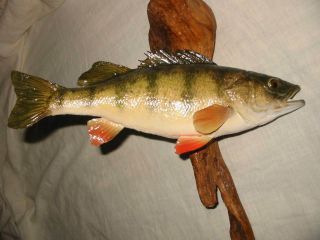 Vintage Fish Perch Taxidermy Driftwood