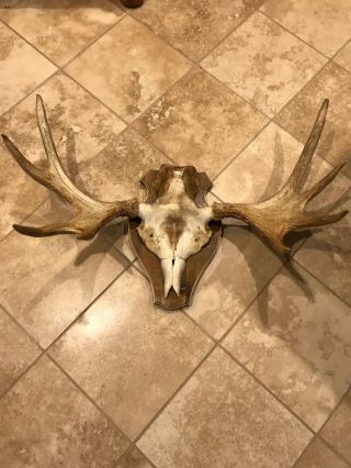 Antique Moose Antlers Taxidermy