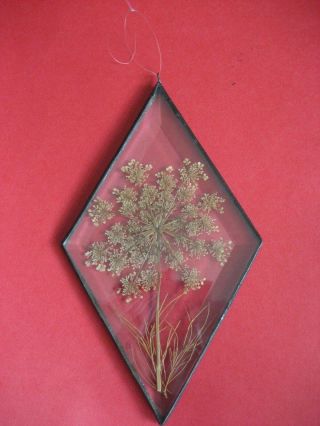 Vintage Real Pressed Dried Flower BEVELED GLASS Leaded Frame SUNCATCHER Diamond 2