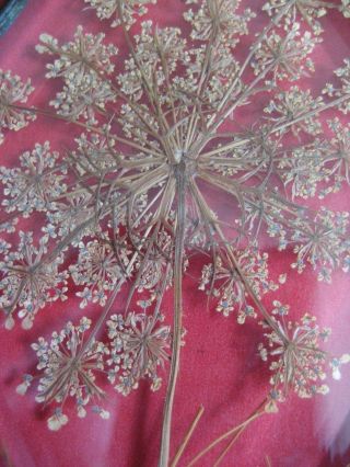 Vintage Real Pressed Dried Flower BEVELED GLASS Leaded Frame SUNCATCHER Diamond 3