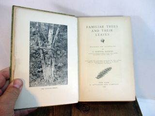 Familiar Trees And Their Leaves F.  Schuyler Mathews 1896 2