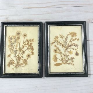 Vintage Framed Pressed Flowers Handmade