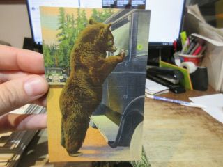 Vintage Old Wyoming Postcard Yellowstone National Park Hold Up Bear At Car Side