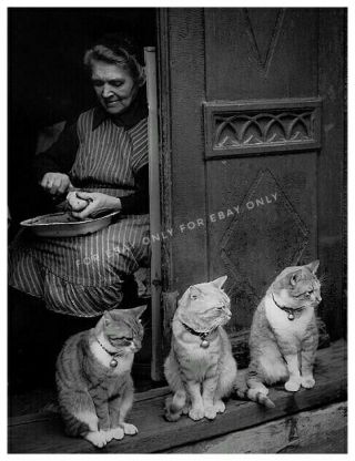 Vintage Photo Print Of Old Lady In Window & 3 Cats On The Windowsill With Bells