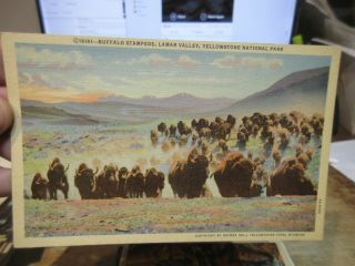 Vintage Old Wyoming Postcard Yellowstone National Park Buffalo Stampede Lamar Va