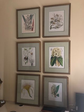 Gilt Framed Set Of 6 Antique Hand Colored Botanical Prints