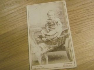 Vintage Cdv Card Of A Young Boy In Cart By Gibson Of Isles Of Scilly & Penzance