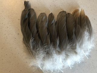 Vintage Crane Feathers For Fly Tying,  Salmon Flies