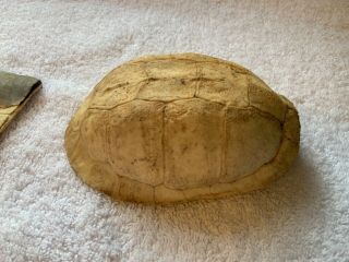 Vintage 1960s 5 Inch Turtle Shell Taxidermy Bleached White Over Time