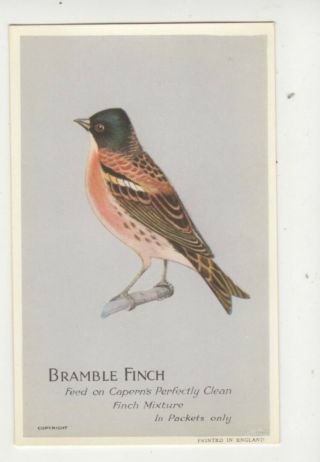 Bramble Finch Caperns Seed Vintage Plain Back Advert Card Birds Us044
