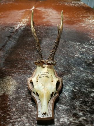 Vintage Black Forest Trophy Mount: Abnorm Roe Deer Antlers On Wooden Plaque