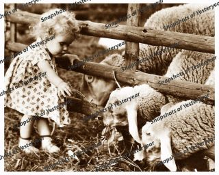 1900s Era Vintage Photo - Sweet Little Baby Girl Feeding Sheep - Sepia - 8x10 In