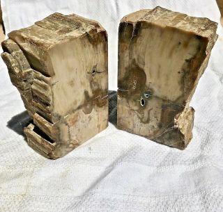 Vintage Pair/set 4.  75 " Tall Petrified Wood Bookends Arizona? Late Triassic Era?