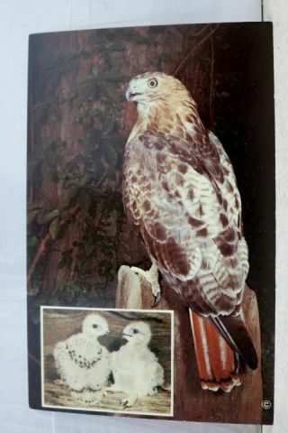 Animal Bird Red Tailed Hawk Postcard Old Vintage Card View Standard Souvenir Pc