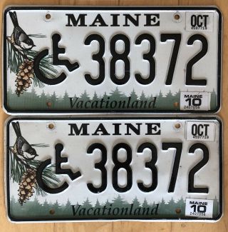 Maine Chickadee License Plate Matching Pair - Handicapped