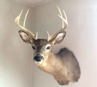Antique Whitetail Deer Head Mount 8 Point Taxidermy