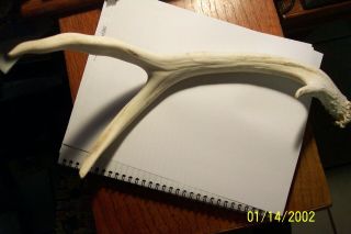 Vintage Whitetail Deer Antler Taxidermy Horn,  3 Point One Side Smooth White
