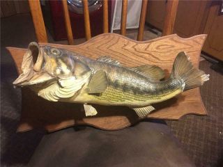Vtg 22 " Largemouth Bass Mounted Stuffed Taxidermy Skin Fish Plaque 6/4/84 Decor