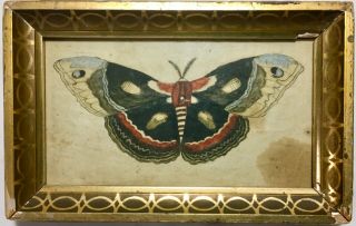 Antique 1840s Early American Primitive Folk Art Painting Butterfly Period Frame