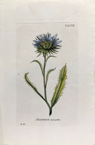 Antique Botanical Engraving – Rohia Monanthos (1740)