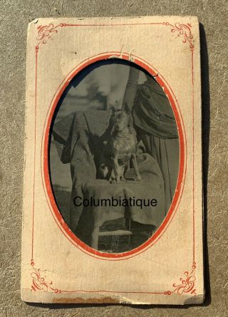 Tintype Photo Rare 1/6 Plate - Miniature Pinscher Dog Min Pin Antique 1800’s