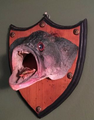 Vintage Fish Head Shoulder Taxidermy Wall Mount Bass