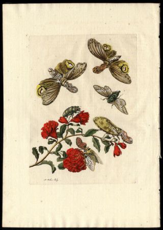 1730 Metamorphosis Maria Sibylla Meriam Print Pomegranate & Butterfly